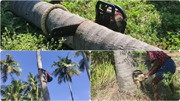 Cutting down coconut tree| Amazing Cutting Skills | Cutting down trees