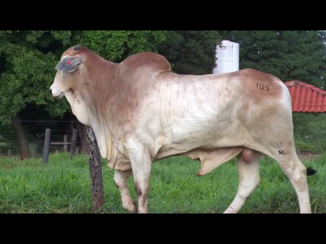 Lote 109 - 18º Leilão Fazenda Fortaleza