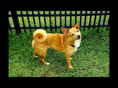 Chihuahua Rescue Louisville Ky