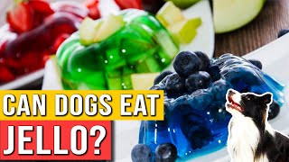 Can Dogs Eat Jello? | Is Jello Safe For Dogs To Eat? | Is Jello Dangerous For Dogs? Can Dogs Eat Raspberry