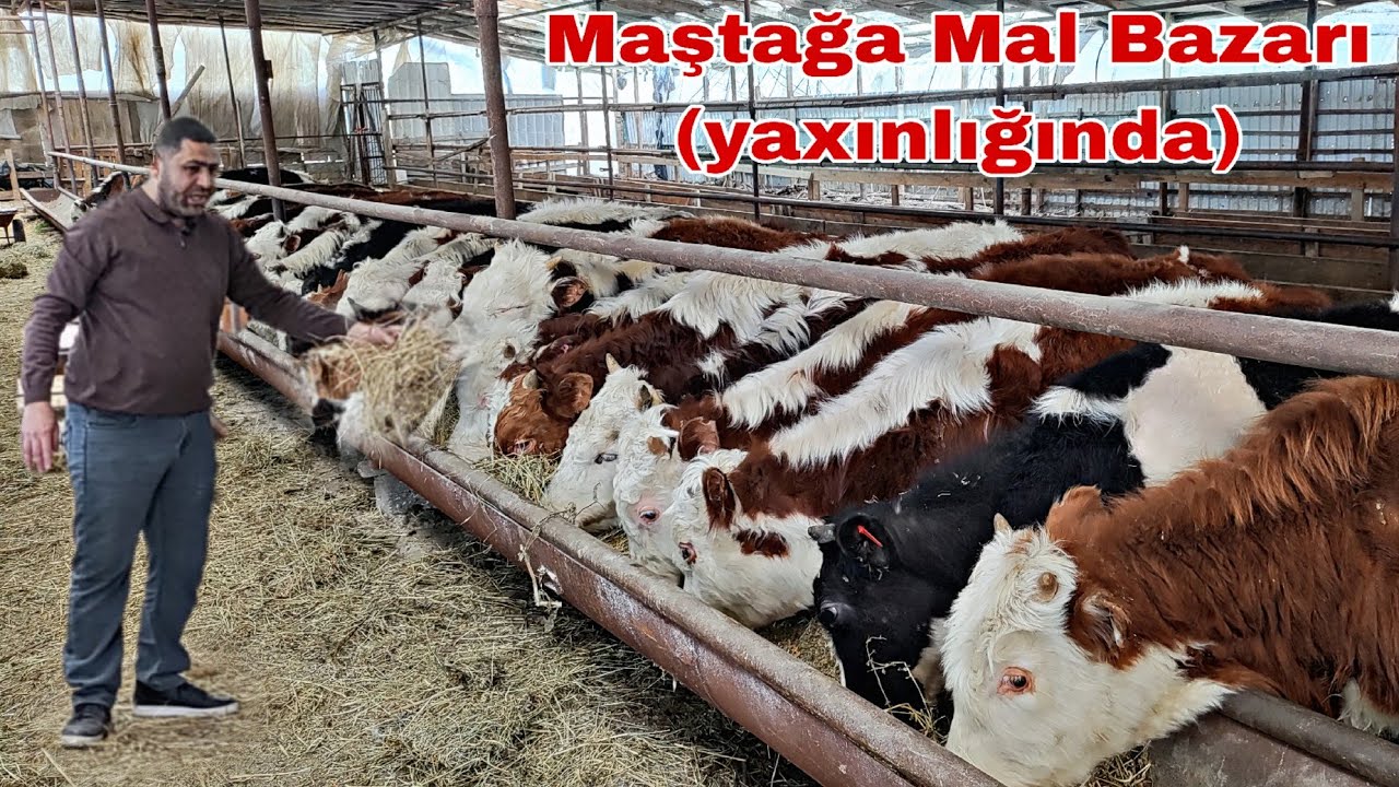 Maştağa Mal Bazarının Yaxınlığı (Məhəmmədi)