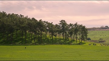 The Green Winter - C4K with the Olympus E M1 II - Video sample test