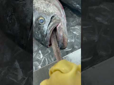 Vídeo: De què tracta el peix de puch?