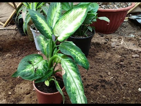 Dieffenbachia est-elle toxique ?