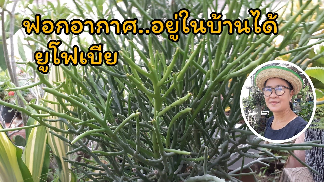 ต้นไม้ฟอกอากาศดูแลง่าย ตกแต่งในบ้านได้สวยงาม ต้นยูโฟเบีย(Euphorbia)/นานาพันธุ์ไม้byนิตยา