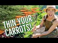 How and Why to Thin Your Carrots 🥕🥕🥕