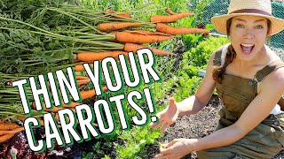 How and Why to Thin Your Carrots