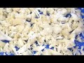 Industrial Shredding Machine- Lion&#39;s Mane Mushroom