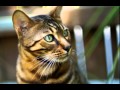 Bengal Cat Facts - Facts About Bengal Cats の動画、YouTube動画。