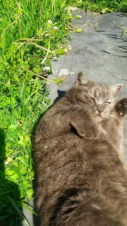 Счастливый котик🐱🤗 - YouTube