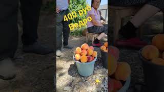 персики 400 рублей за ведро 9-10 кг дорого или дёшево?are peaches 400 rub for a bucket  expensive?