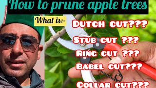 How to prune apple tree// Dutch // stub// babel// ring// collar cut// JittuChauhanOrchardist