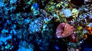 Dj Petroff feat Dinara  -  Как облака (SoundOfHeart Video Version)