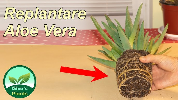 Aloe a inflorit 🌻🌻🌻 - YouTube