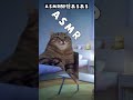 #ASMR鉄板ネタ #猫ミーム #猫マニ #水影凪ルカ
