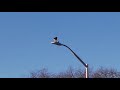 Red-tailed Hawk making a kill! Up close! Rat suicide? Near Verrezano Bridge 2