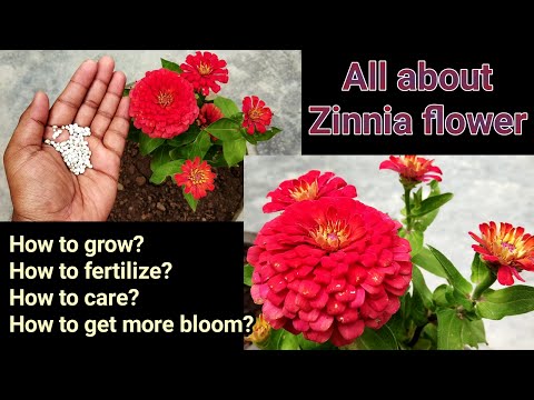 Видео: Зинниа зуны цэцэг мөн үү?