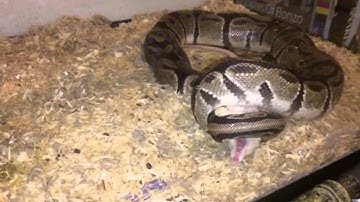 (Slow Motion) Ball Python Feeding 2