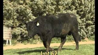 Angus_Beef_Bull_Lot_62.avi
