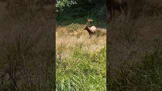 Jack Russel Vs. Huge Elk