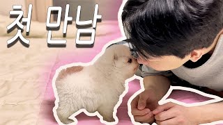 가족이 생겼습니다! 🐶ㅣ포메라니안ㅣ새끼 강아지ㅣ반려견ㅣ댕댕이ㅣ분양 & 입양ㅣ강아지 훈련ㅣ예방 접종ㅣ귀 진드기🏥