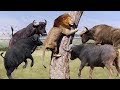 LIVE: Discovery Wild Animals - Moments Lion Are Defeated By Buffalo - Wild Animal Documentary 2019