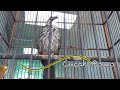Cucak Rowo Gacor Suara Ngerol Ropel Parah Mp3 - Mp4 Download