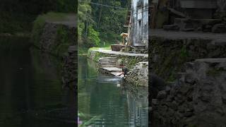 Spring Hot Pot With Wild Veggies, Snails, And Bamboo Shootsfresh And Full Of Flavor Part 2