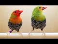 Exotic African Finches | Birds #shorts