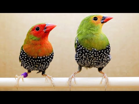 Vídeo: Finch Birds: Característiques Del Contingut