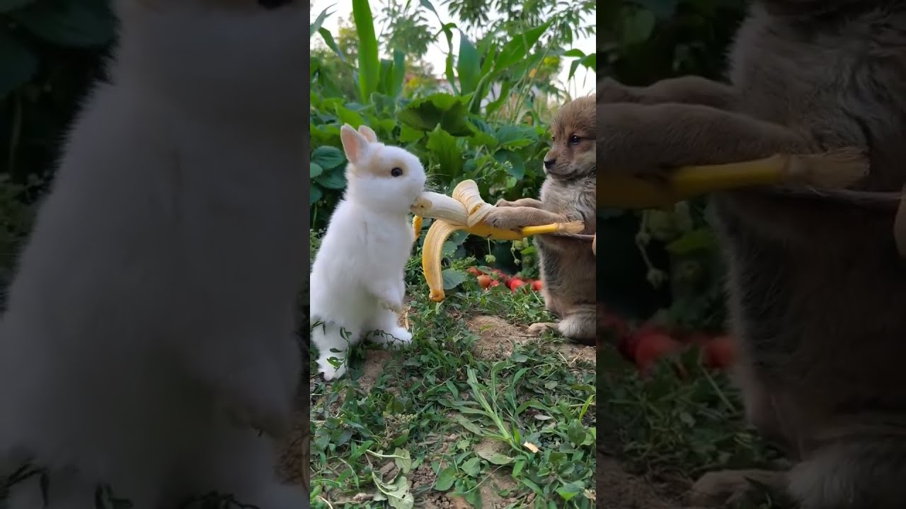 Tobi da de comer a Jackie 