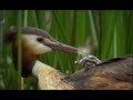 Grebe chicks  | The Secret Life of the Shannon | RTÉ Goes Wild