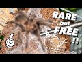 I got this RARE/Expensive-ish TARANTULA FOR FREE !!!