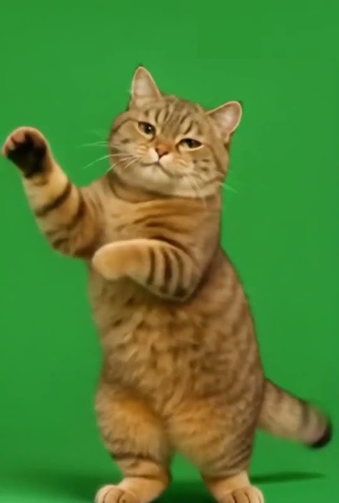 cat dance kucing joget #freegreenscreen #manchesterunited #greenscreen  #capcut #catgreenscreen
