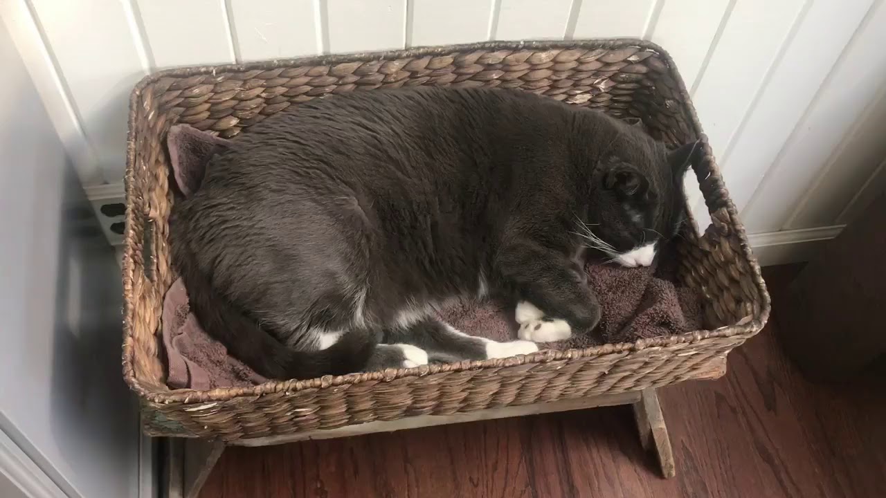 vice movie Eddie loves his basket | VicDibitetto.net