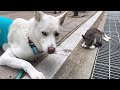 Eng) 진돗개와 길고양이는 친구가 될 수 있을까?ㅣ Korean Jindo Dog and Street Cat can be Friends?