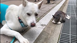 Eng) 진돗개와 길고양이는 친구가 될 수 있을까?ㅣ Korean Jindo Dog and Street Cat can be Friends?