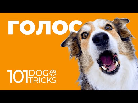 Видео: Как заставить собаку лаять