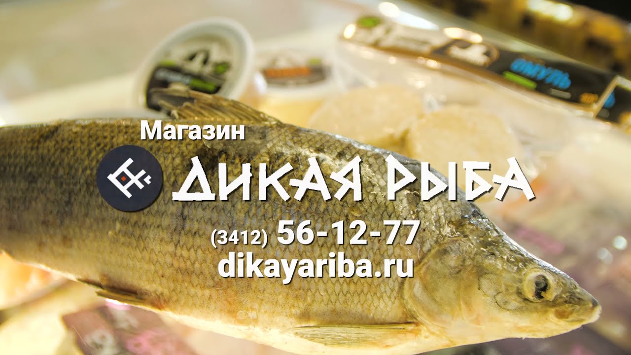 Дикая Рыба Ижевск Официальный Сайт Магазин