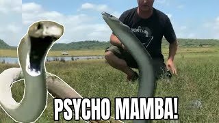 Download Lagu MASSIVE BLACK MAMBA GOES INTO FULL BLOWN ATTACK MODE!!! MP3 Download Lagu MASSIVE BLACK MAMBA GOES INTO FULL BLOWN ATTACK MODE!!! MP3