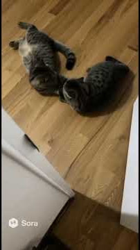 Two exotic shorthair