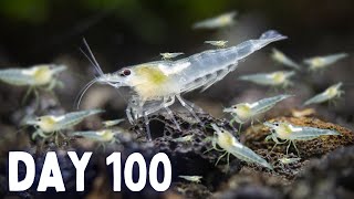 Breeding SHRIMP! How Many in 100 Days?