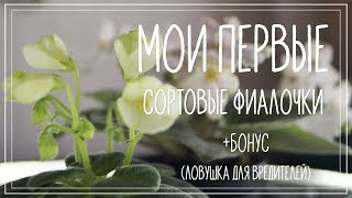 Фиалки ЛЕ-Японская жимолость и Mac's Misty Meadow. Первое цветение Фиалки ЛЕ-Японская жимолость и Mac's Misty Meadow. Первое цветение