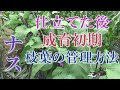ナス、仕立てた後の管理(おさらい)