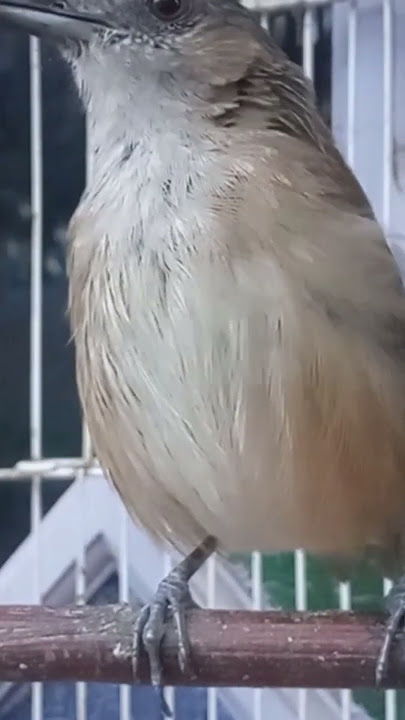 planduk semak#burung