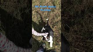 Puppy playing in the grass. #puppy #bassethounds #puppylove
My puppy Rosco playing. Puppy playing in the grass. #puppy #bassethounds #puppylove