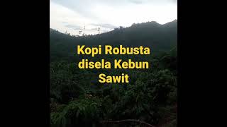 Kopi Robusta Disela Kebun Sawit