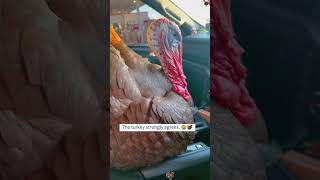 Turkeys may not taste great, but they’re hilarious.#tukey #animals #funnyanimal #shorts