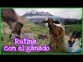 Así es nuestra rutina con el GANADO...🤠🐄