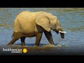 Challenges and Social Structures of Elephants